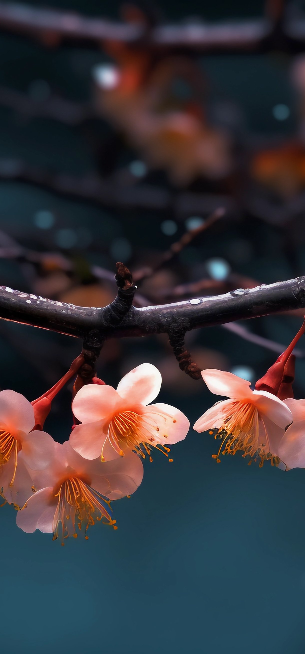 Cherry blossoms on a branch - Wallpapers for Xiaomi 17/17 Pro in 1220x2608 resolution