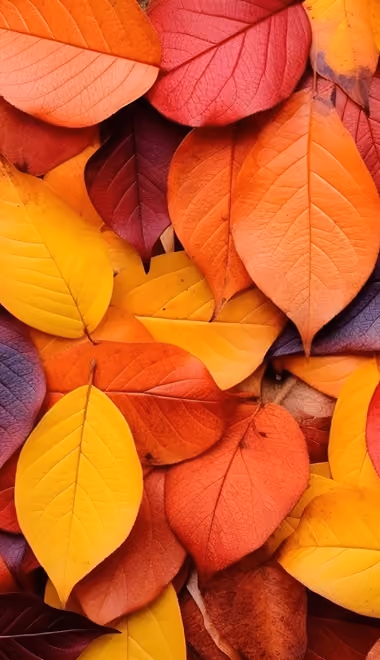 Nature wallpapers: autumn leaves, trees, season, texture