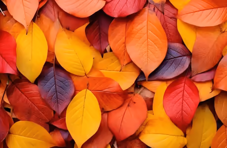 Nature wallpapers: autumn leaves, trees, season, texture
