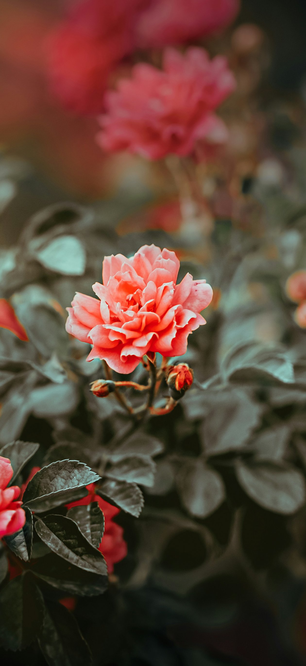 Delicate pink roses - Wallpapers for iPhone Air in 1260x2736 resolution