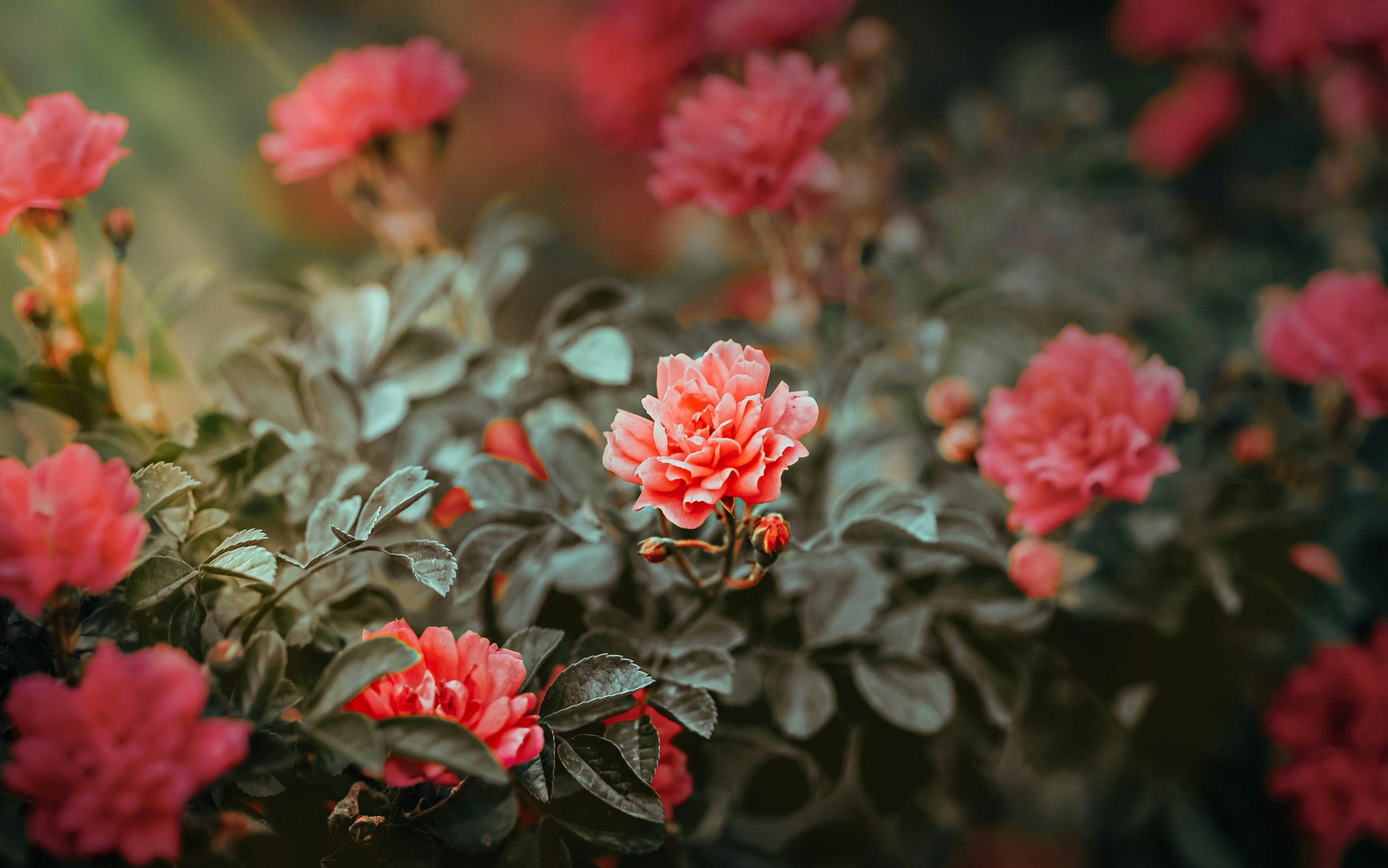 Delicate pink roses - Wallpapers for MacBook Neo in 2408x1506 resolution