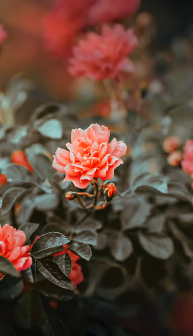 Nature wallpapers: roses, flowers, garden, petals