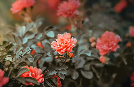Nature wallpapers: roses, flowers, garden, petals