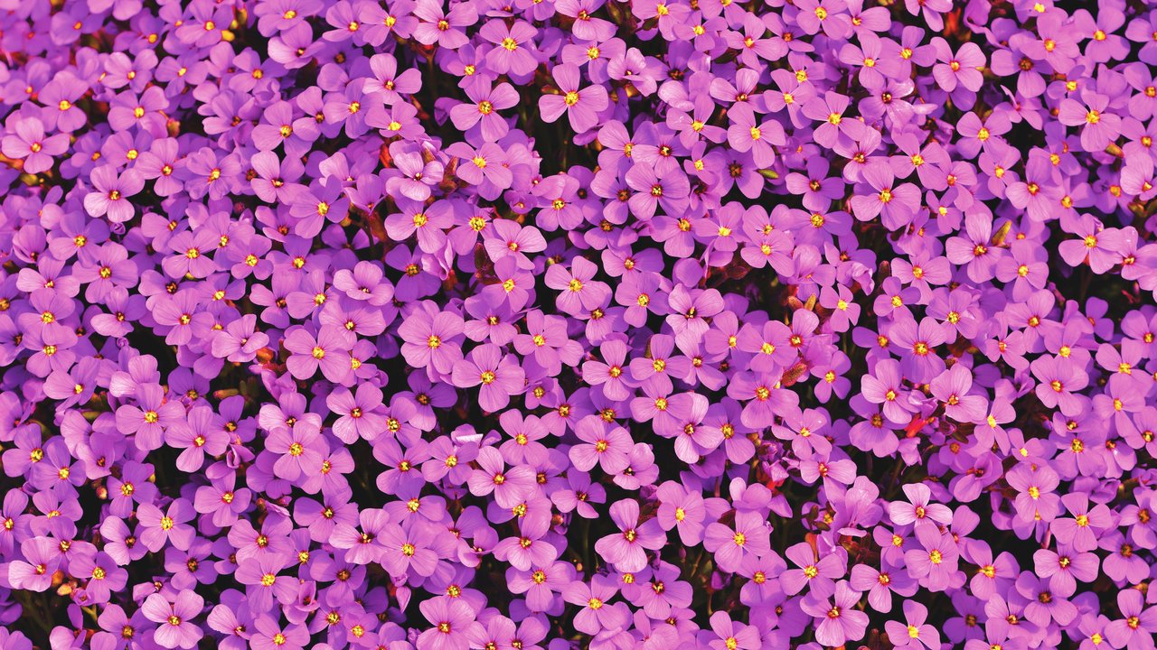 Aubrietas Pink flowers - HDV 720p wallpapers in 1280x720 resolution
