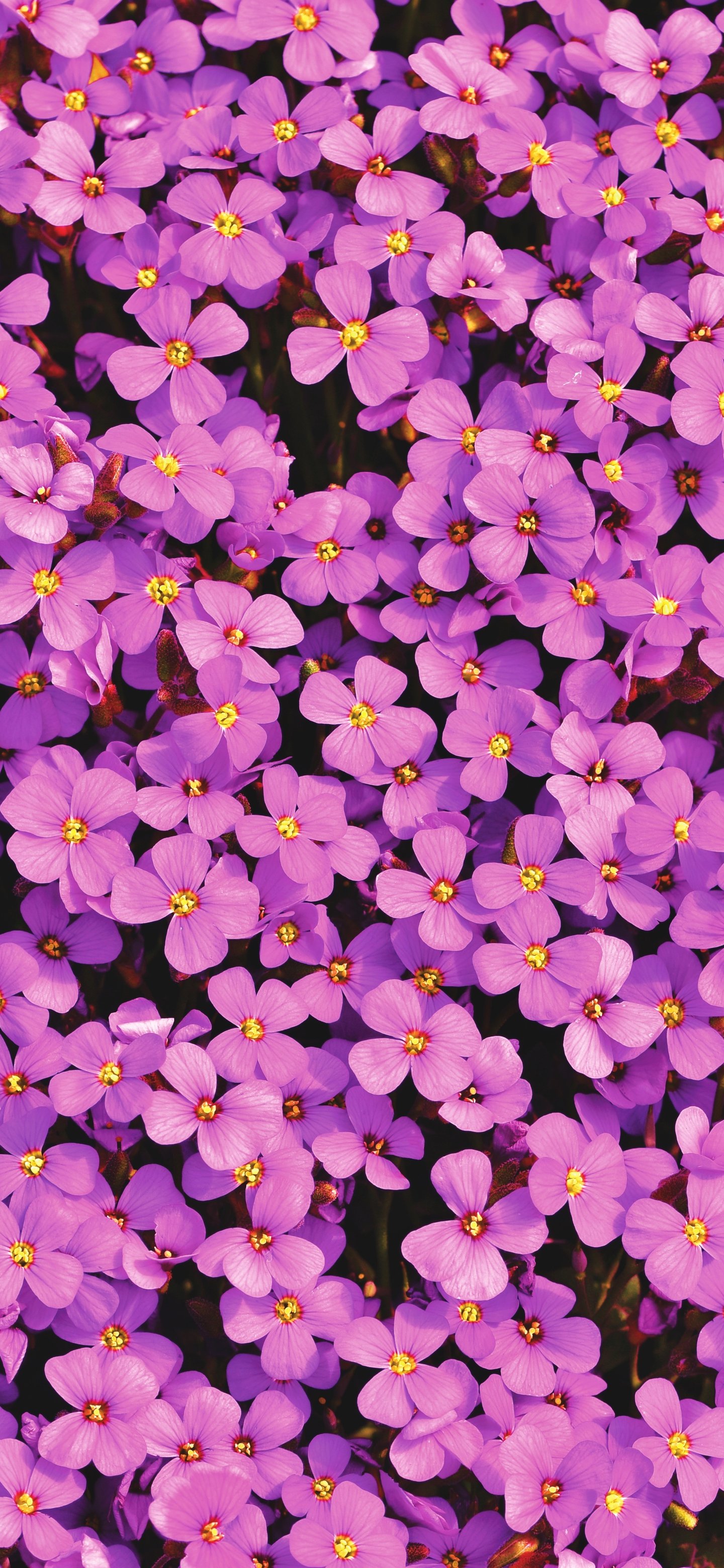 Aubrietas Pink flowers - Wallpapers for Samsung Galaxy S24/S24 Ultra/S25 Ultra/S25+/S26 Ultra in 1440x3120 resolution