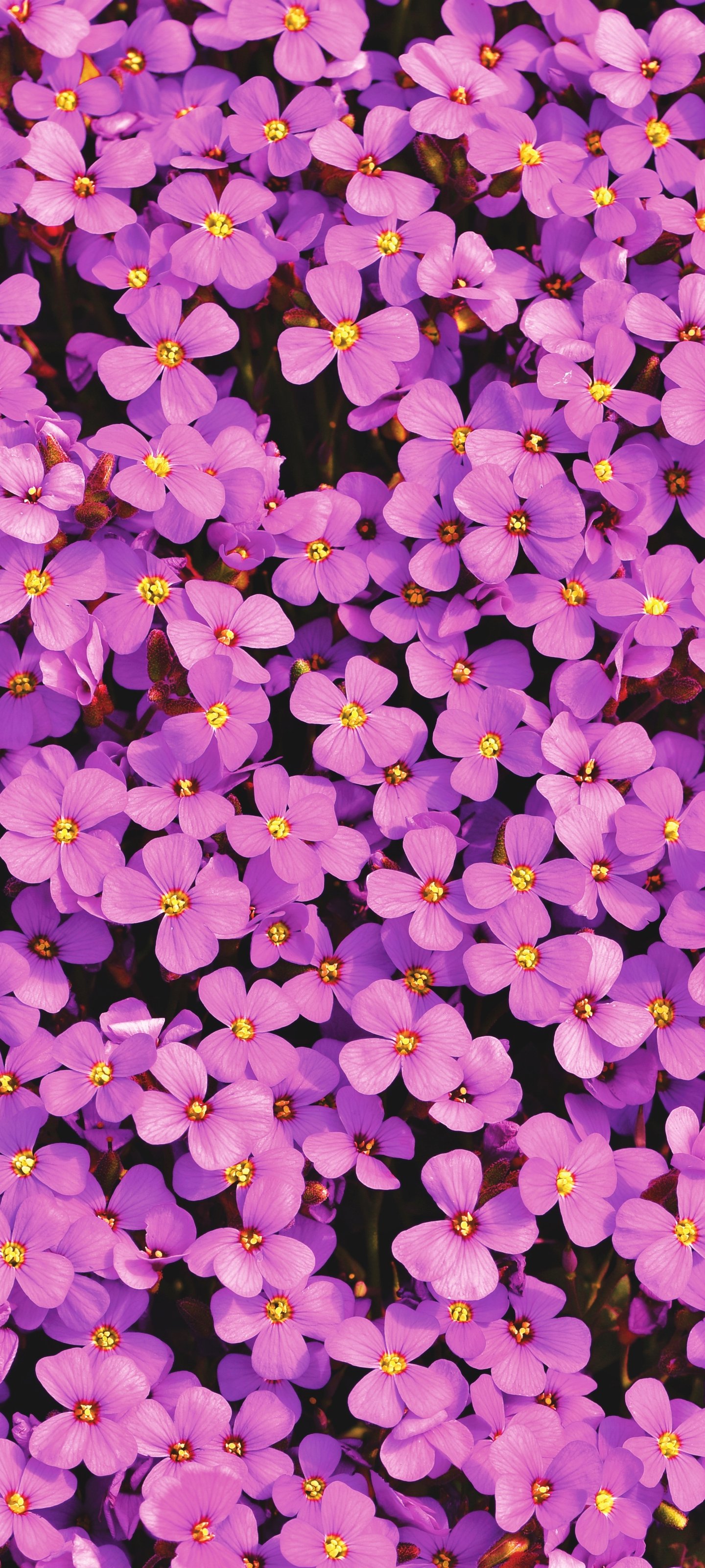 Aubrietas Pink flowers - Wallpapers for Xiaomi 13 Ultra/14 Ultra/15 Ultra/17 Pro Max, Samsung Galaxy S20/S20 Ultra/S21 Ultra in 1440x3200 resolution
