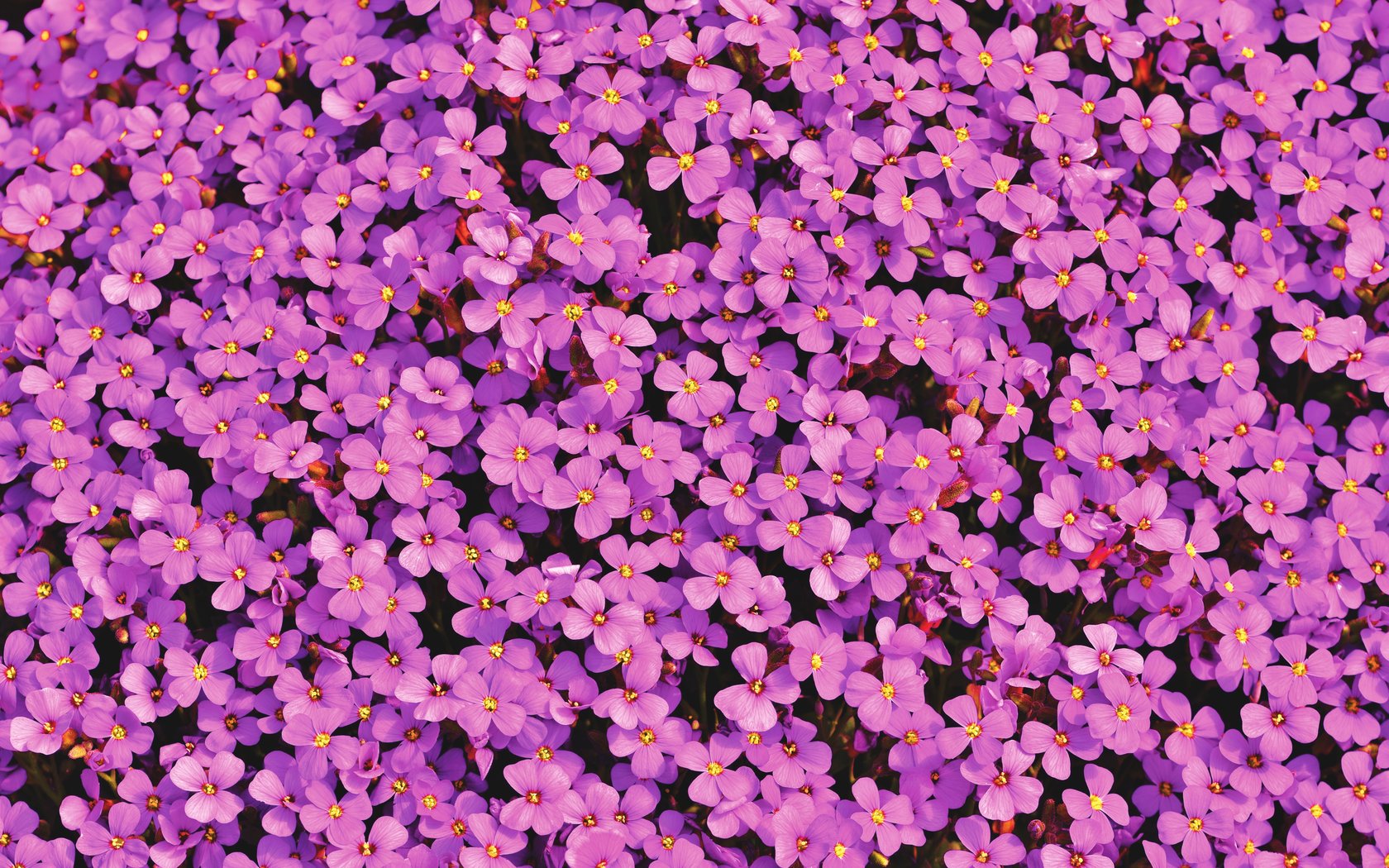 Aubrietas Pink flowers - WSXGA+ wallpapers in 1680x1050 resolution