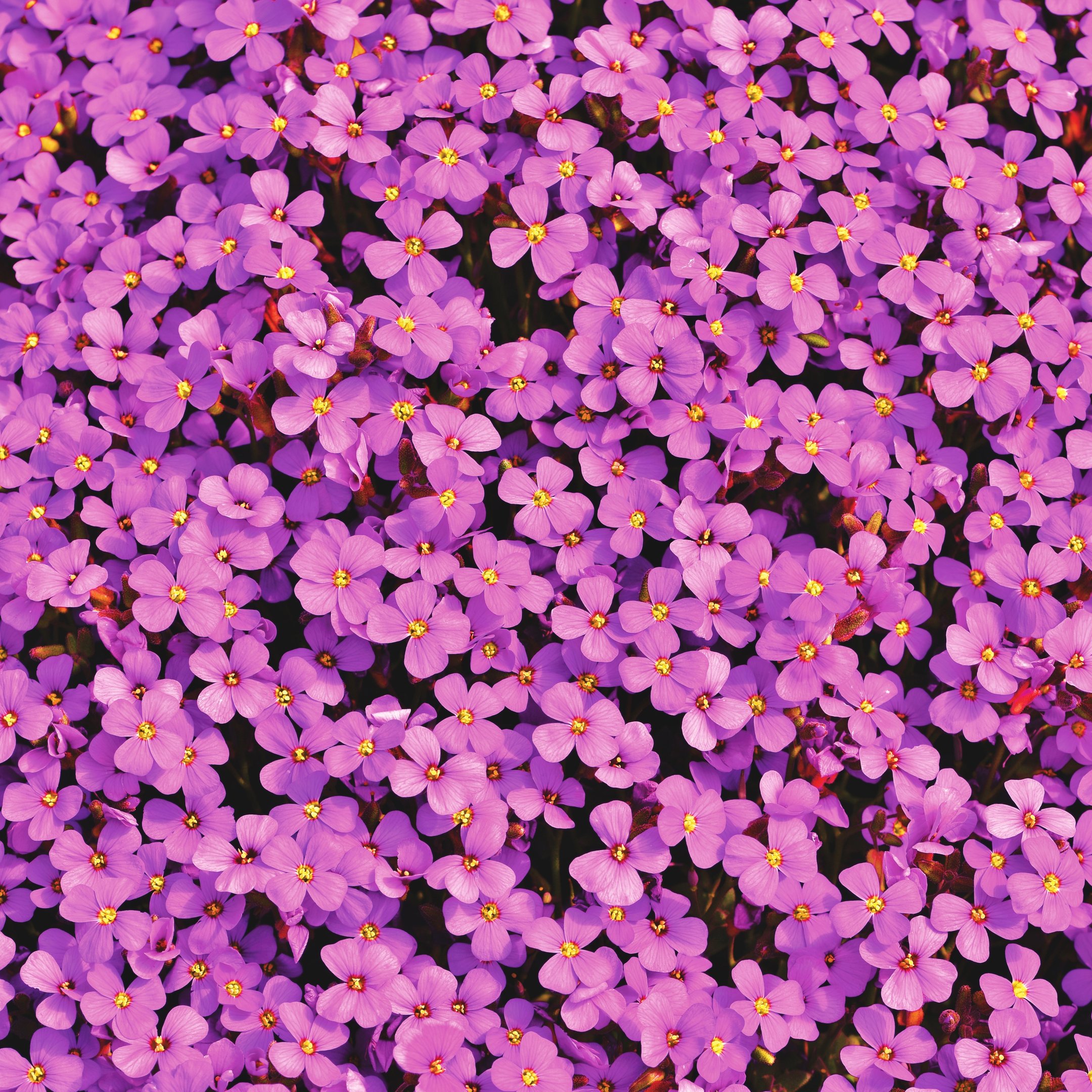 Aubrietas Pink flowers - Wallpapers for iPad 10.2″ in 2160x2160 resolution