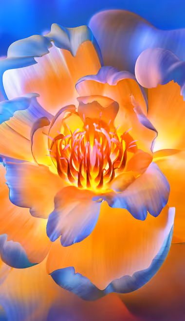 Nature wallpapers: flowers, petals, blossom, macro