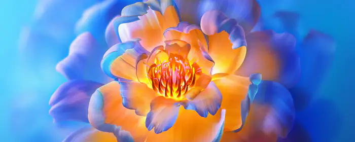 Nature wallpapers: flowers, petals, blossom, macro