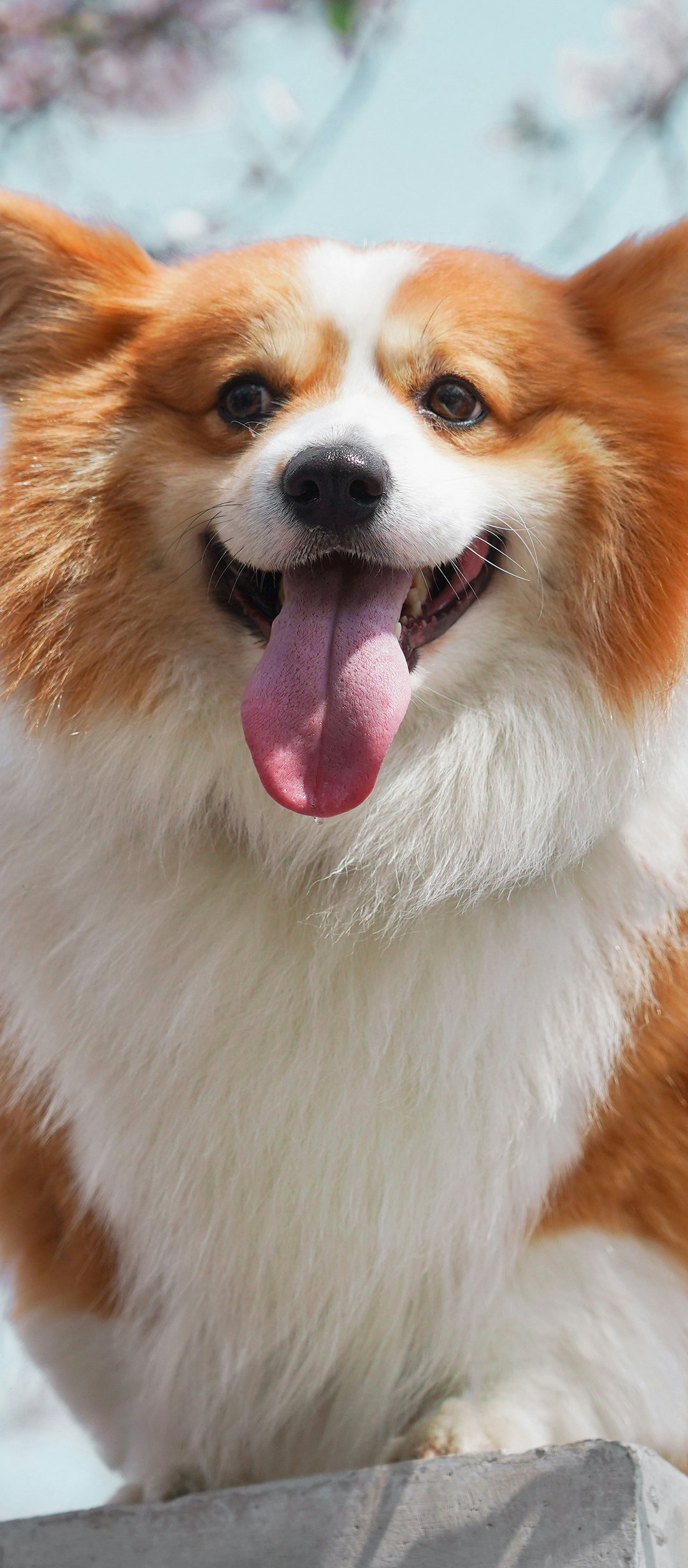 Cheerful Corgi enjoys spring - Wallpapers for TECNO/Infinix in 1080x2460 resolution