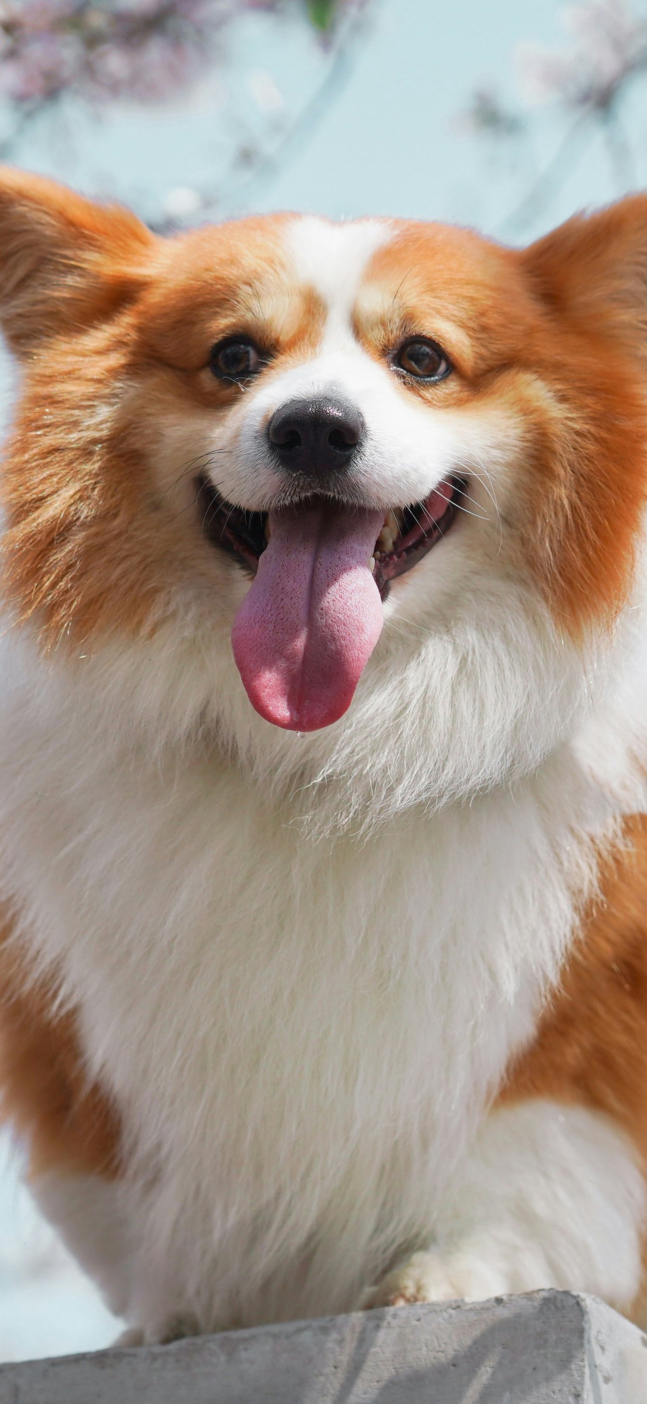 Cheerful Corgi enjoys spring - Wallpapers for iPhone 15 Pro Max/14 Pro Max in 1290x2796 resolution