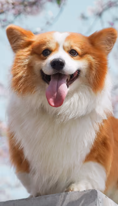 Companion Wallpapers for Samsung Galaxy A03s, Xiaomi Redmi 7A, POCO C3 (720x1440): corgi, cute animals, pet, spring