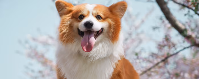 UltraWide 32:9 Companion wallpapers (3840x1080): corgi, cute animals, pet, spring