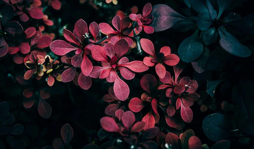 Barberry with red leaves - WSVGA wallpapers in 1024x600 resolution