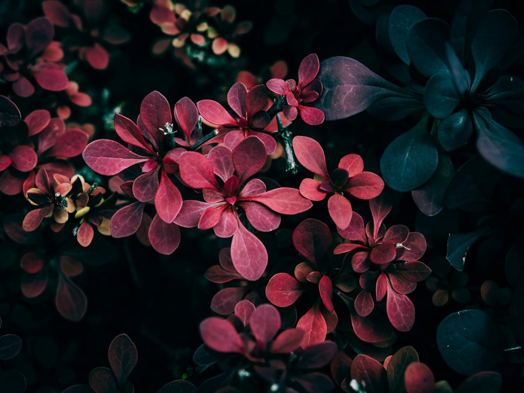 Barberry with red leaves - XVGA wallpapers in 1024x768 resolution