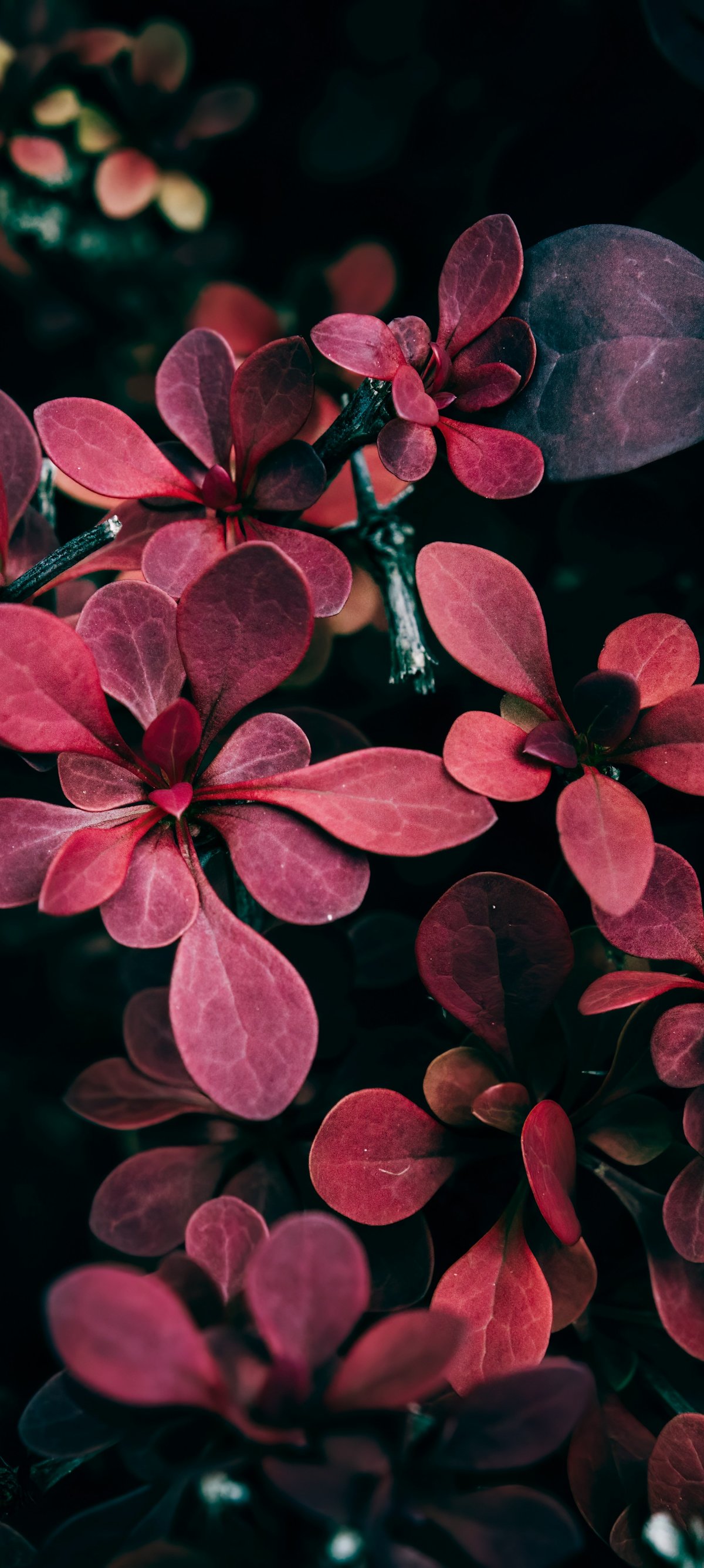 Barberry with red leaves - Wallpapers for Xiaomi 15 in 1200x2670 resolution