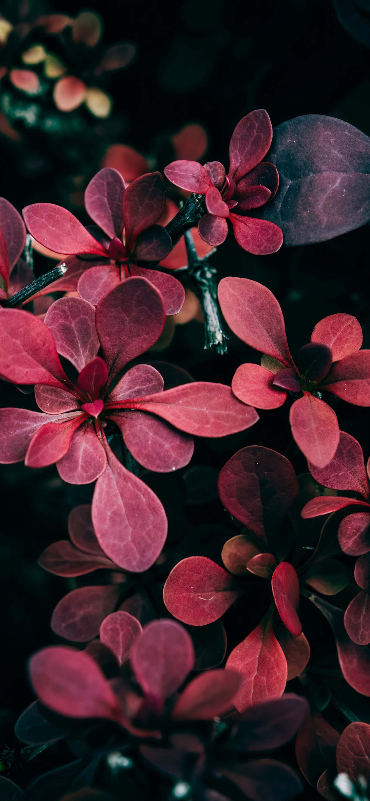 Barberry with red leaves - Wallpapers for iPhone 11 Pro Max in 1242x2688 resolution