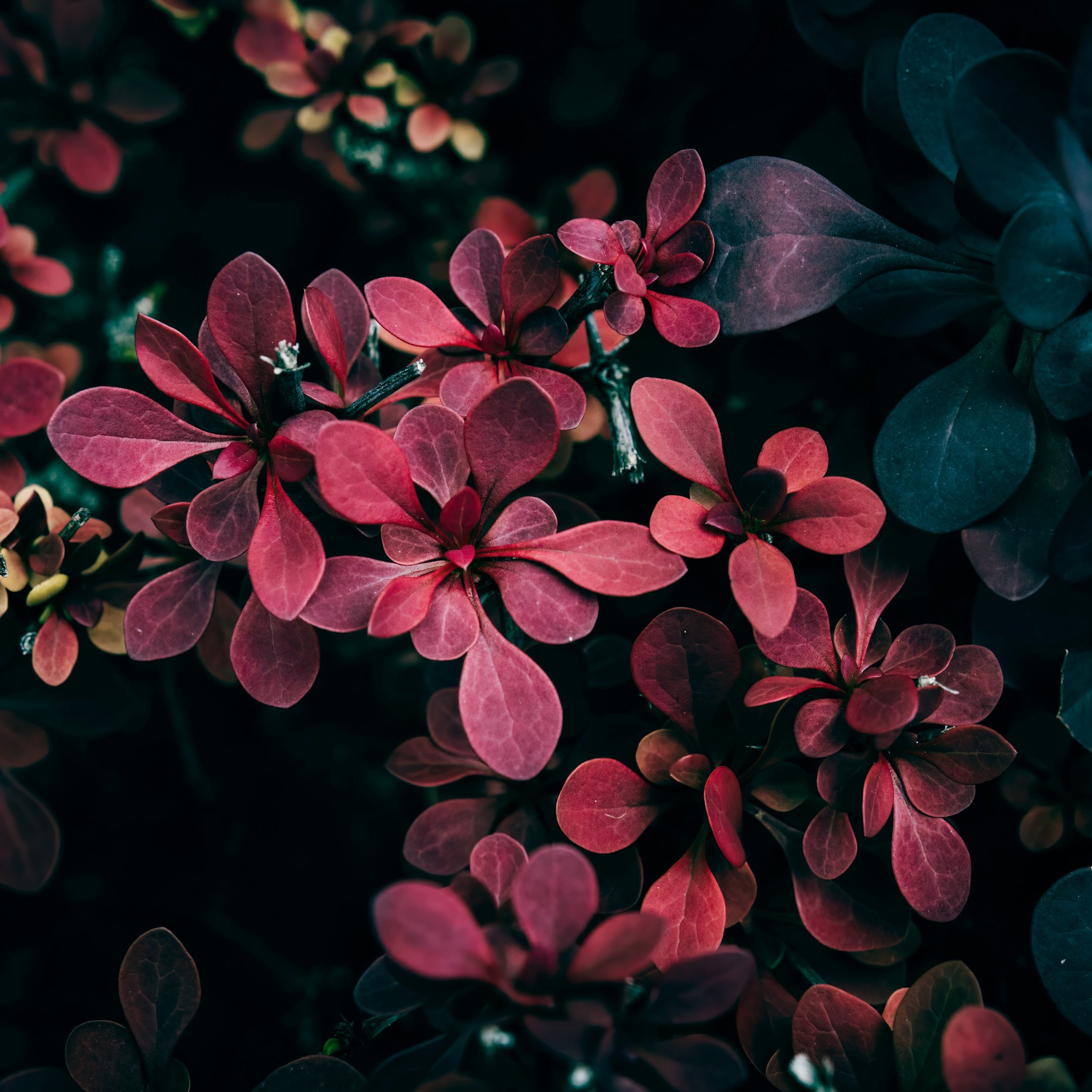 Barberry with red leaves - Wallpapers for iPad 10.2″ in 2160x2160 resolution