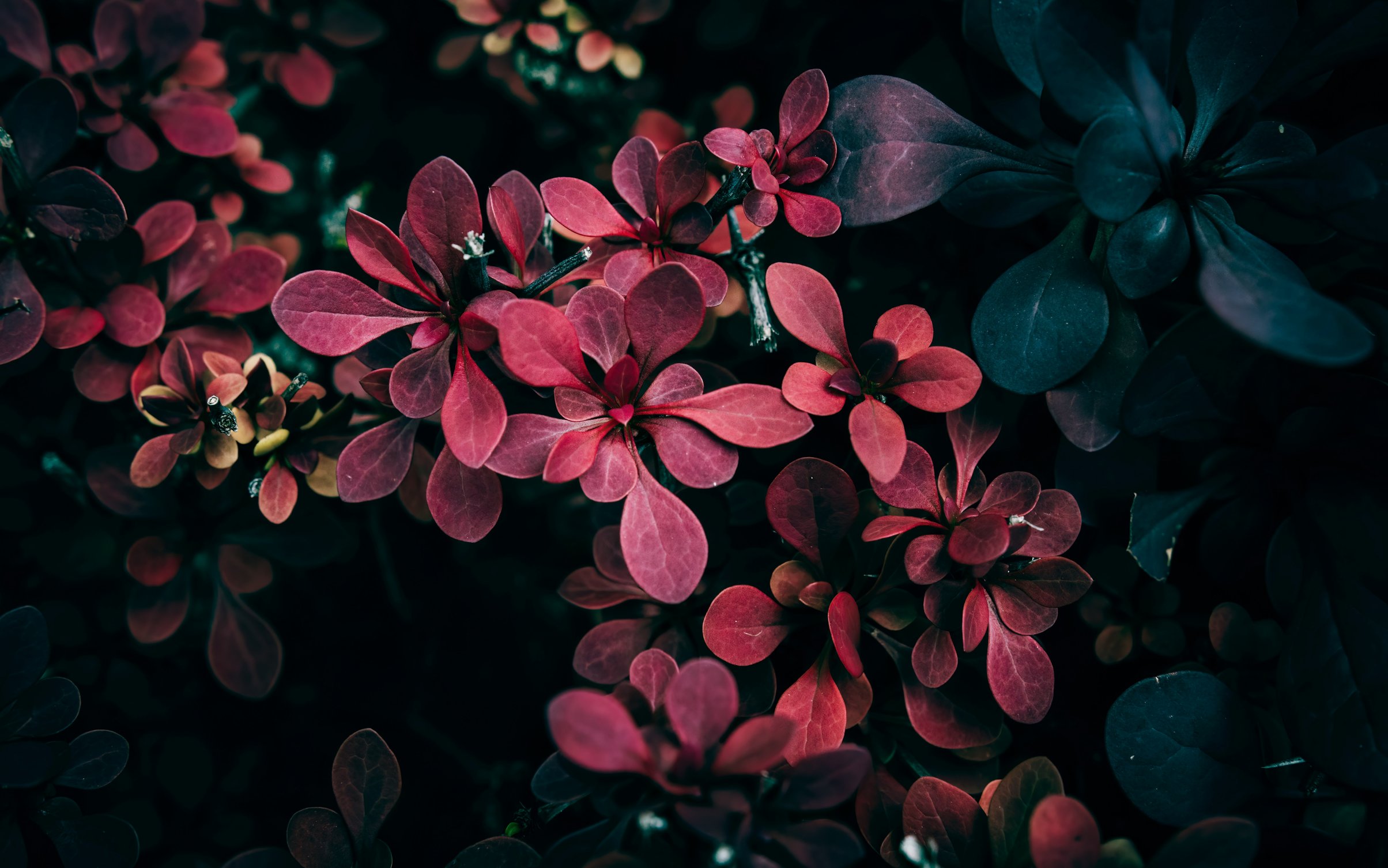 Barberry with red leaves - Wallpapers for MacBook Neo in 2408x1506 resolution