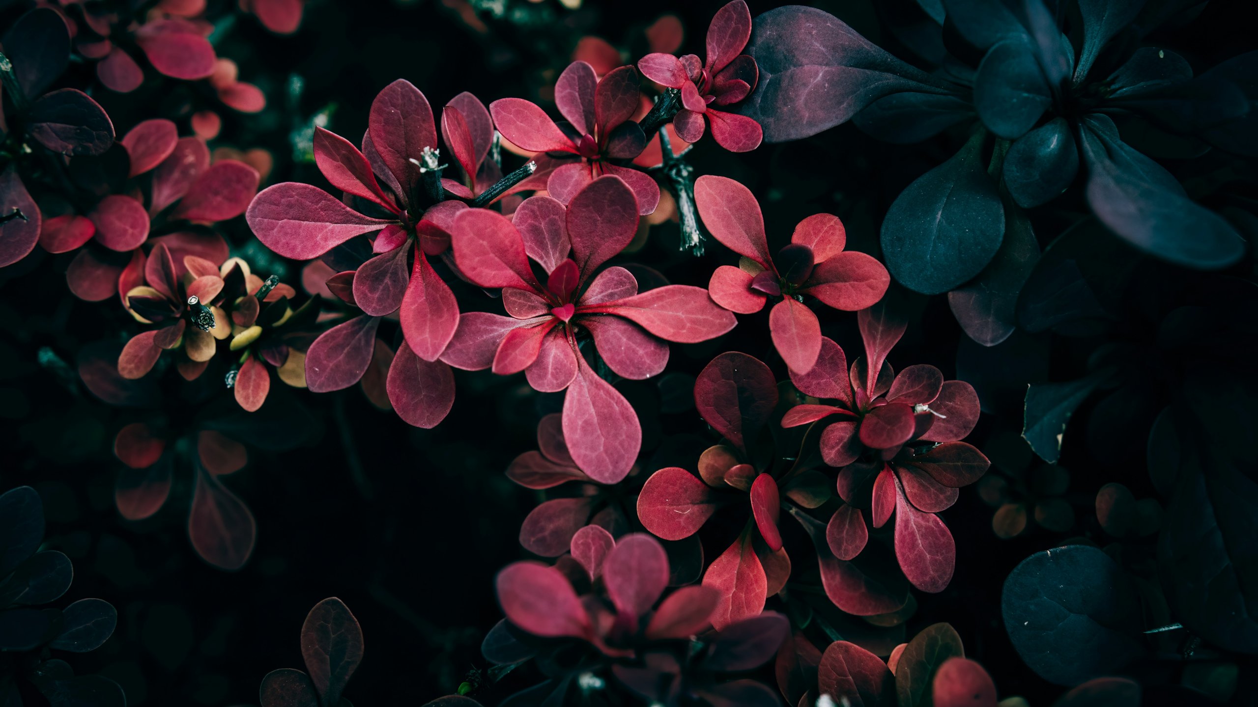 Barberry with red leaves - 2K Quad HD wallpapers in 2560x1440 resolution