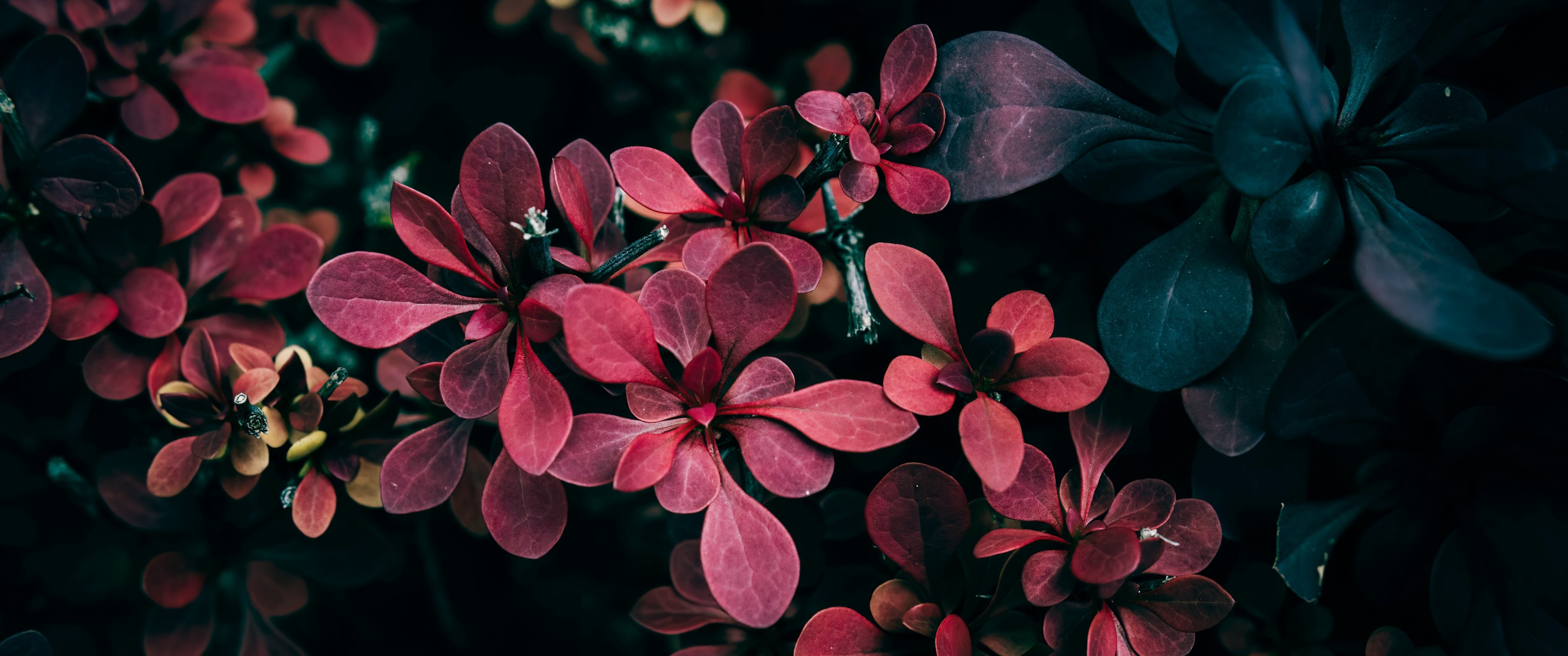 Barberry with red leaves - UltraWide 21:9 wallpapers in 3440x1440 resolution