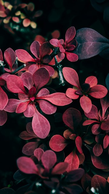 Barberry with red leaves - Wallpapers for Nokia, Samsung in 360x640 resolution