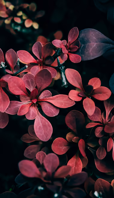 Nature wallpapers: berberis, leaves, bush, close-up