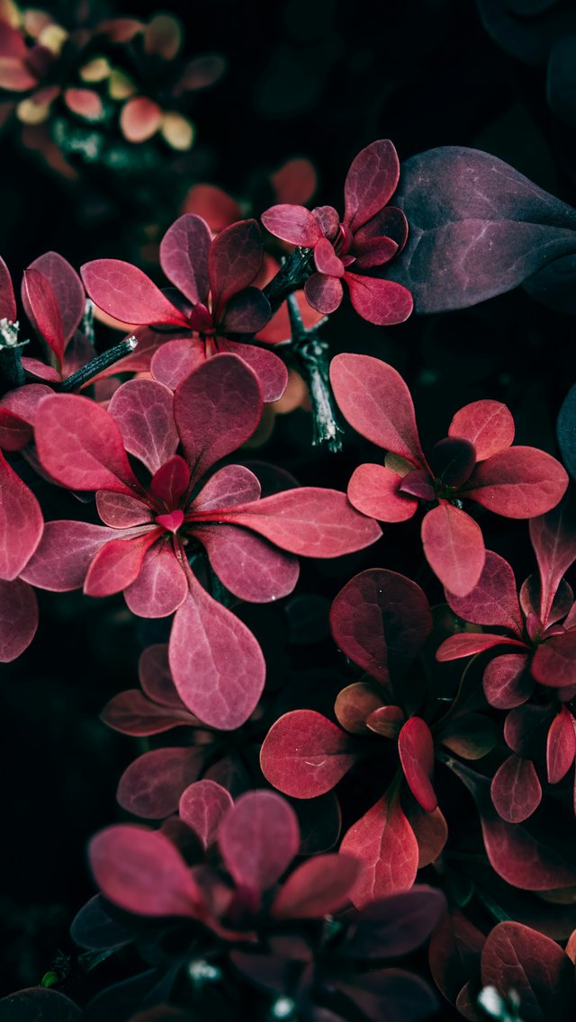 Barberry with red leaves - Wallpapers for iPhone 5/5S/5C/SE in 640x1136 resolution
