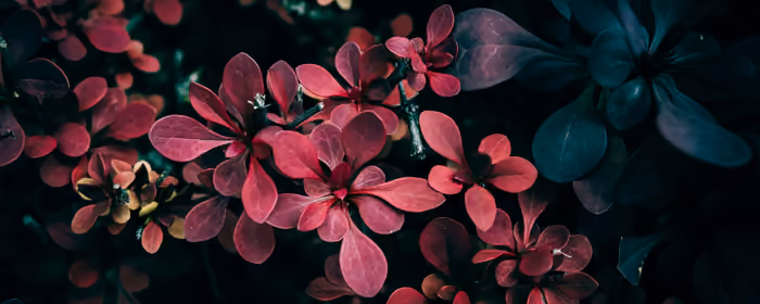 UltraWide 32:9 wallpapers (3840x1080): berberis, leaves, bush, close-up