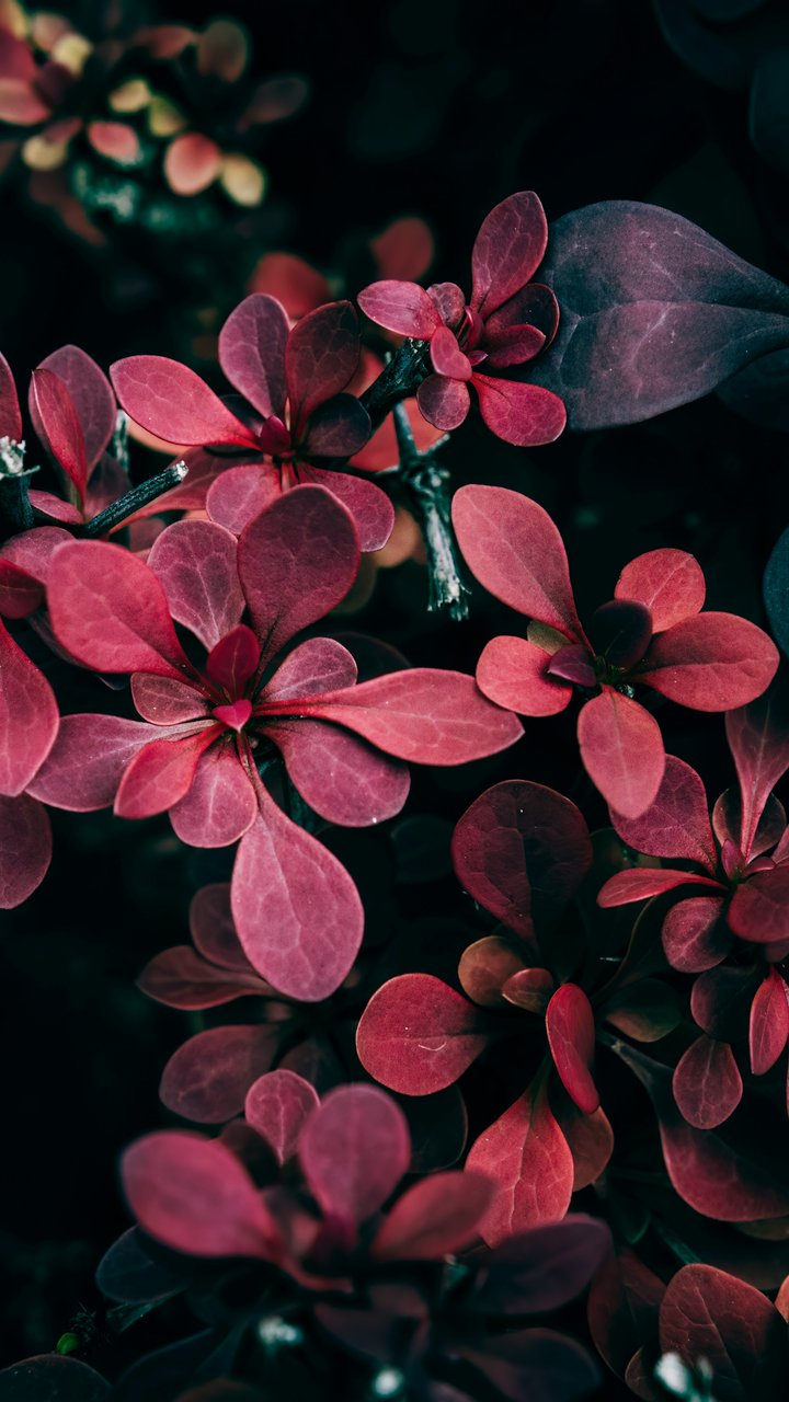 Barberry with red leaves - Wallpapers for Samsung/LG in 720x1280 resolution