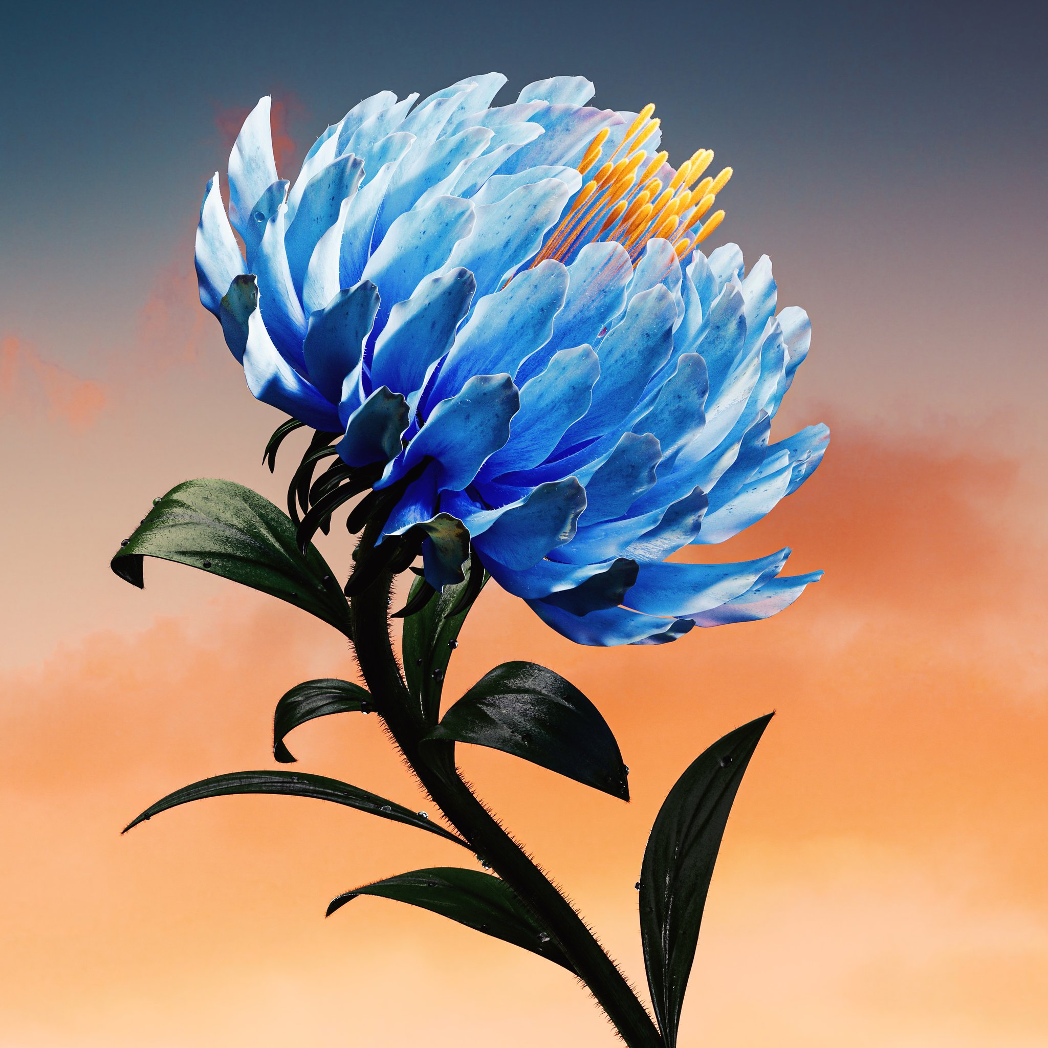 Blue Chrysanthemum - Wallpapers for iPad Retina in 2048x2048 resolution