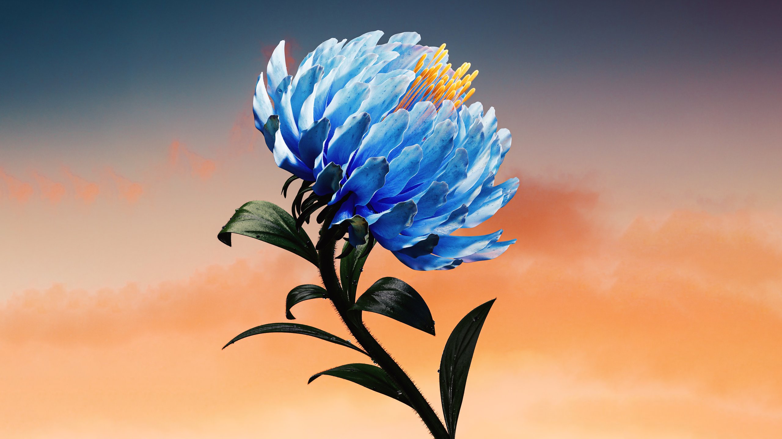 Blue Chrysanthemum - 2K Quad HD wallpapers in 2560x1440 resolution