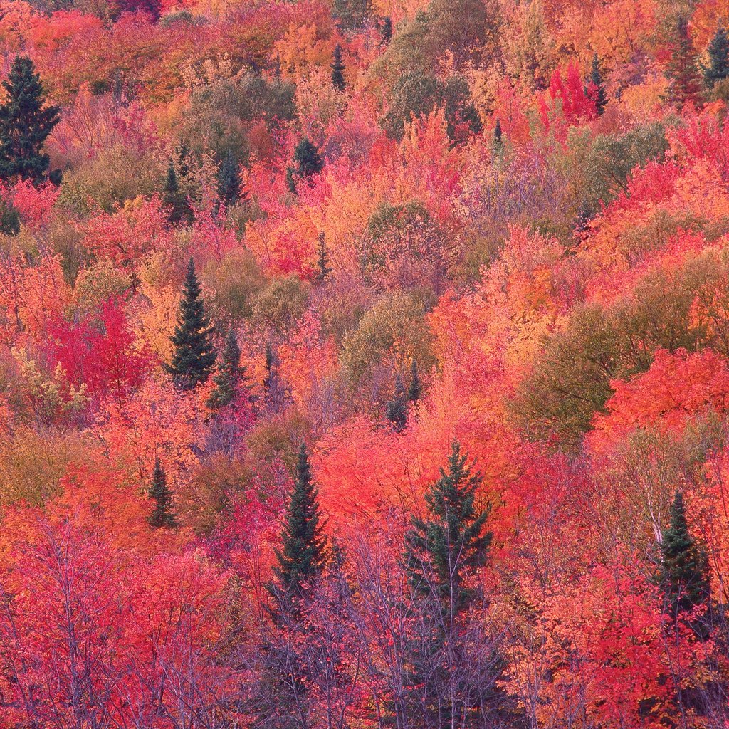Red Autumn Forest - Wallpapers for Apple iPad 1 in 1024x1024 resolution