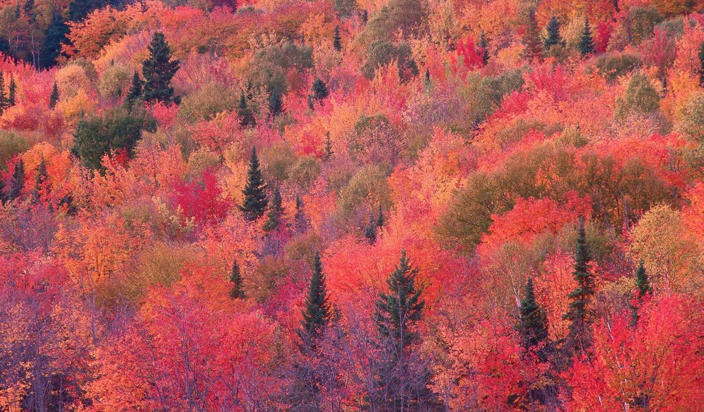 Red Autumn Forest - WSVGA wallpapers in 1024x600 resolution