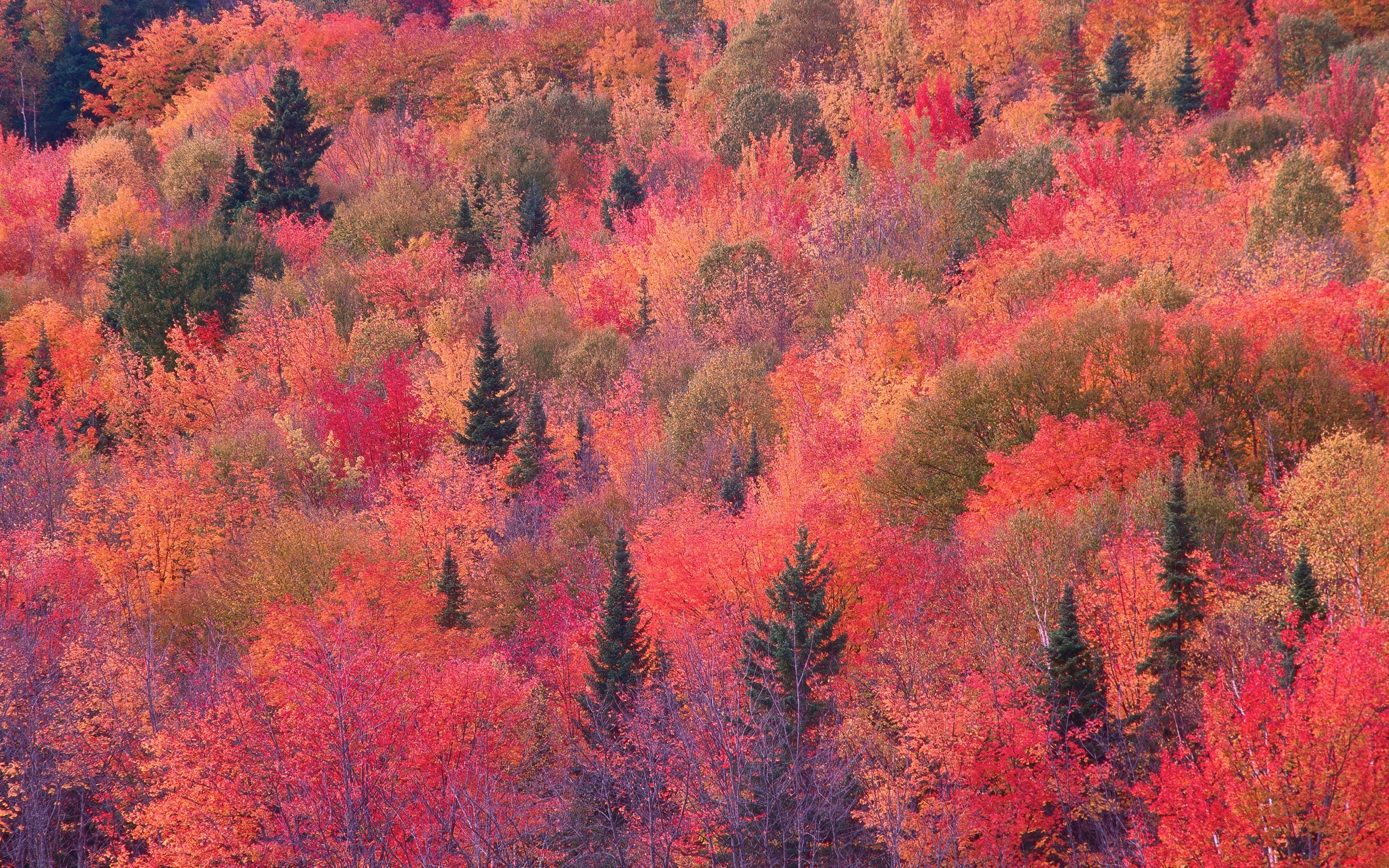 Red Autumn Forest - Wallpapers for Apple MacBook 15″ in 2880x1800 resolution