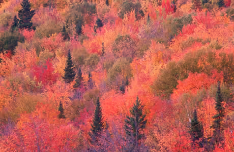 Wallpapers for Samsung/Xiaomi (2000x2000): trees, forest, leaves, autumn