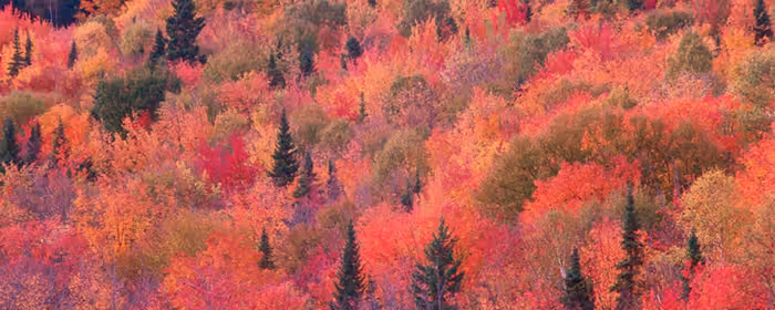 UltraWide 21:9 wallpapers (2560x1080): trees, forest, leaves, autumn