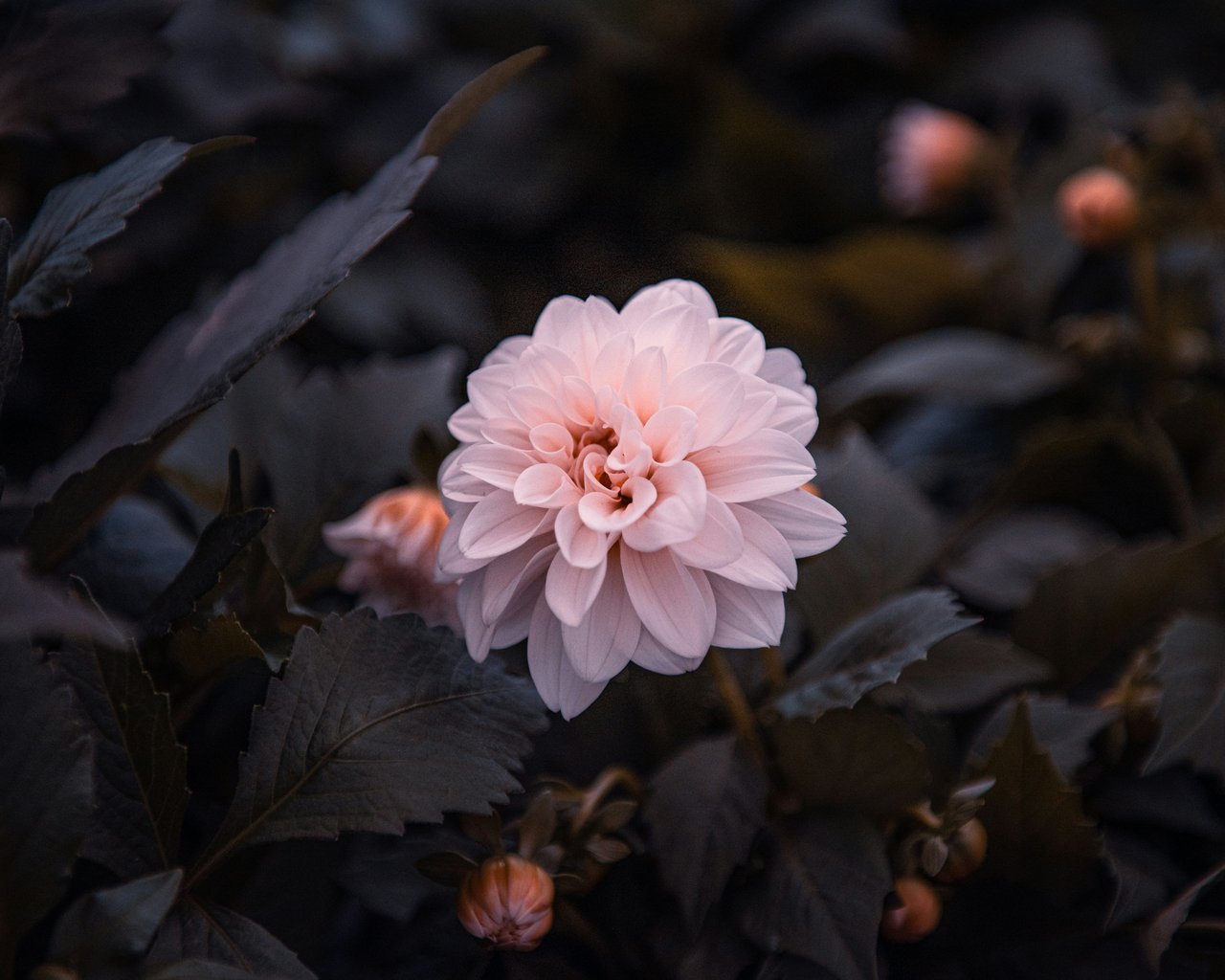 Pink dahlia flower bloom - SXGA wallpapers in 1280x1024 resolution