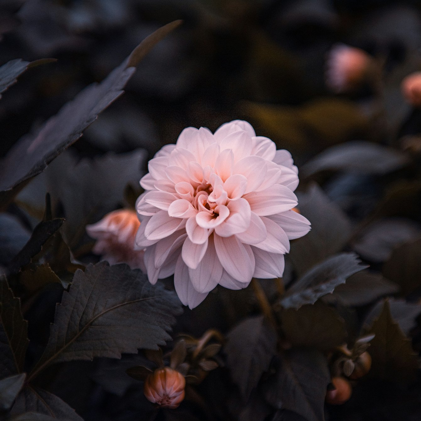 Pink dahlia flower bloom - Wallpapers for Samsung Galaxy Tab in 1340x1340 resolution
