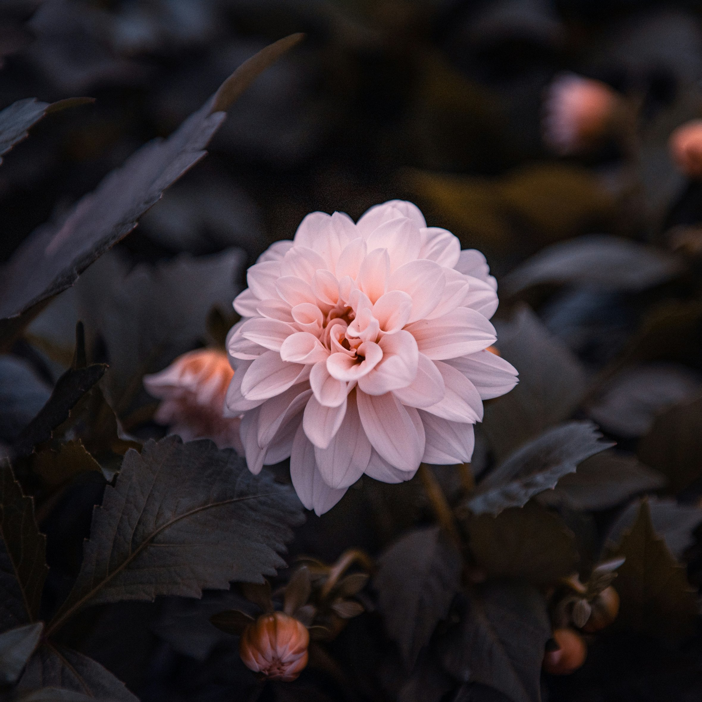 Pink dahlia flower bloom - Wallpapers for iPad Air 10.9″ in 2360x2360 resolution