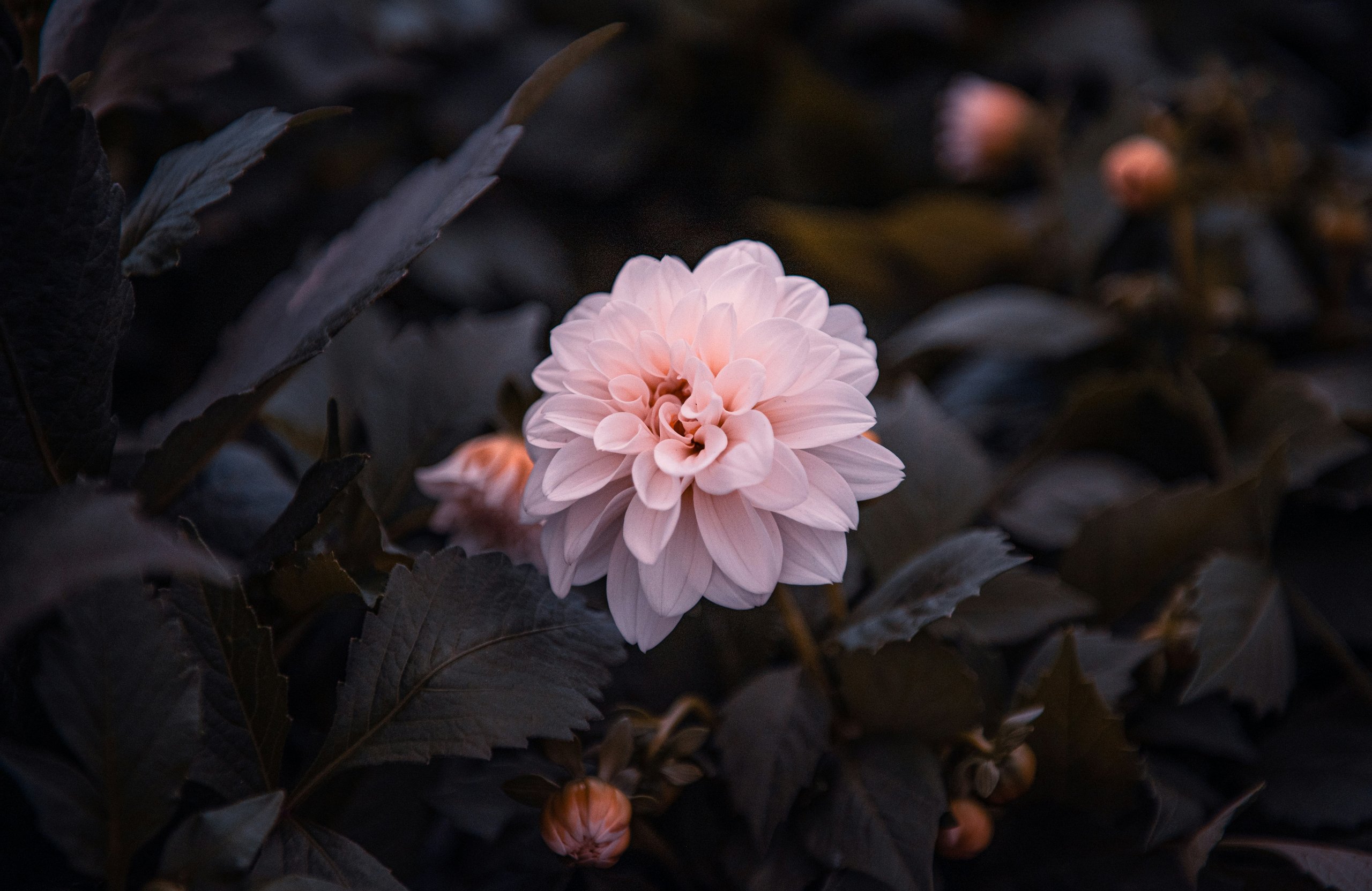 Pink dahlia flower bloom - Wallpapers for Apple MacBook Air 13 M2″ in 2560x1664 resolution