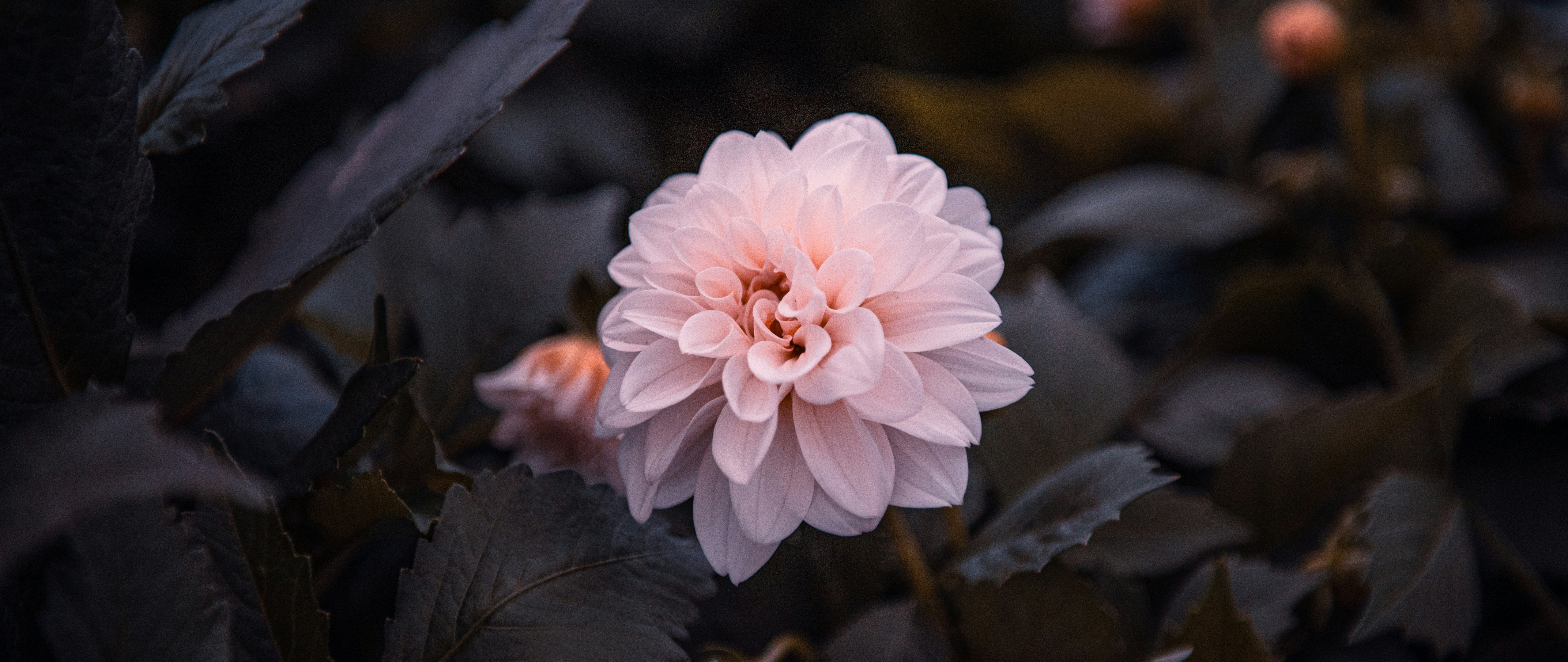 Pink dahlia flower bloom - 5K2K UltraWide 21:9 wallpapers in 5120x2160 resolution