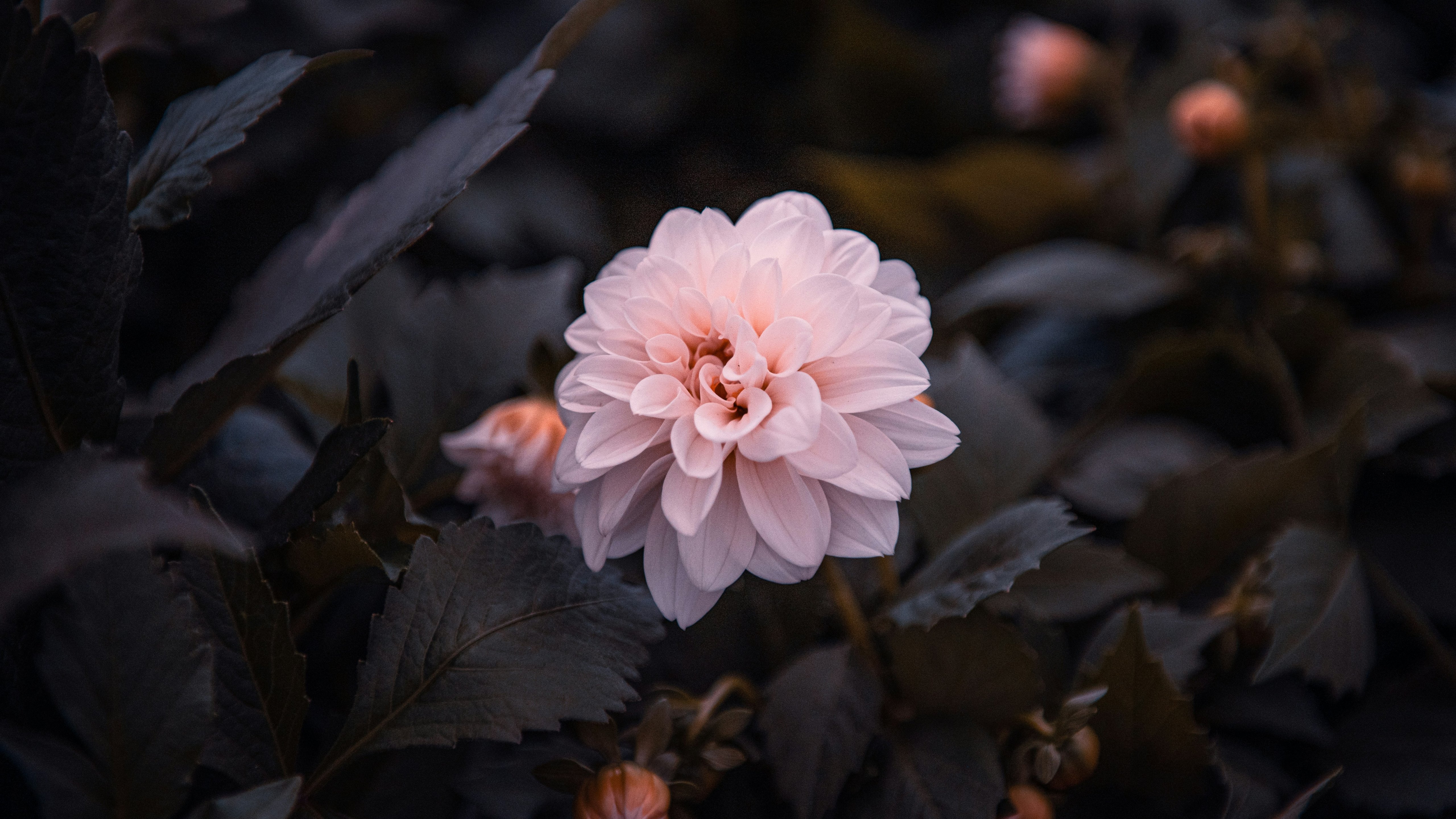 Pink dahlia flower bloom - 5K wallpapers in 5120x2880 resolution
