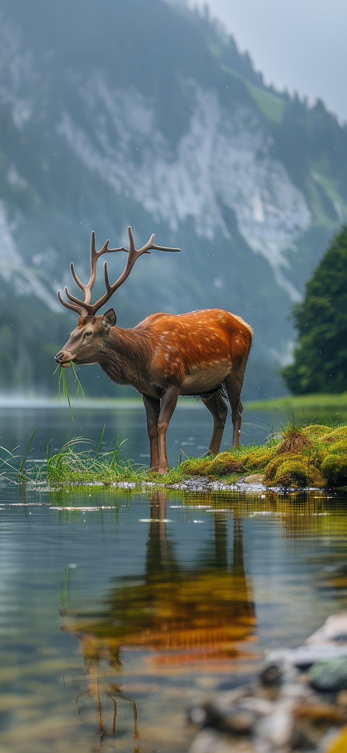 Red deer drinking at mountain lake - Wallpapers for iPhone X/XS/11 Pro in 1125x2436 resolution