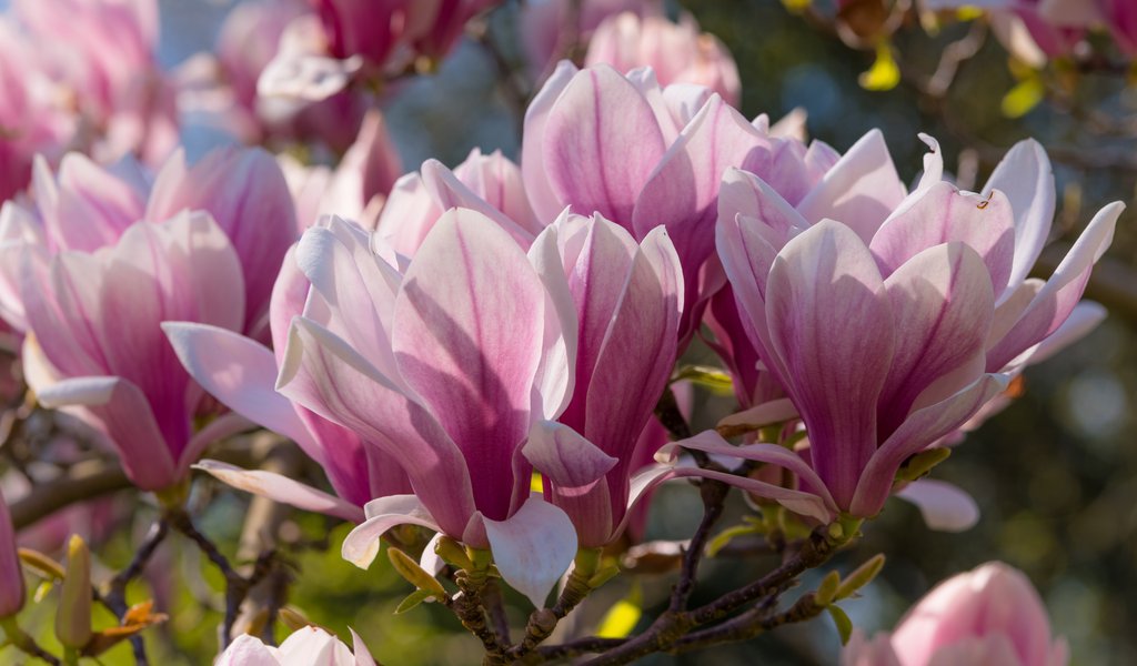 Pink Magnolia - WSVGA wallpapers in 1024x600 resolution
