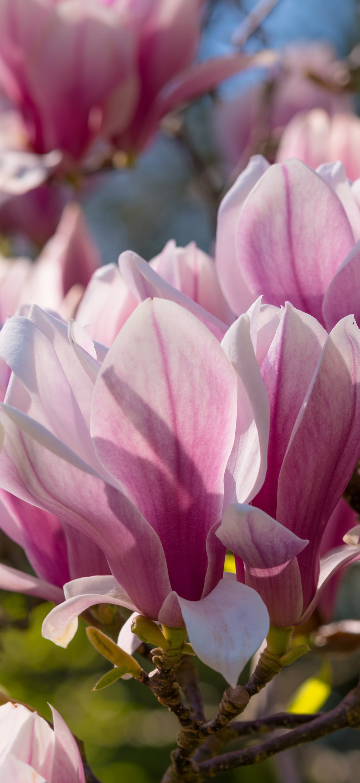 Pink Magnolia - Wallpapers for iPhone Air in 1260x2736 resolution