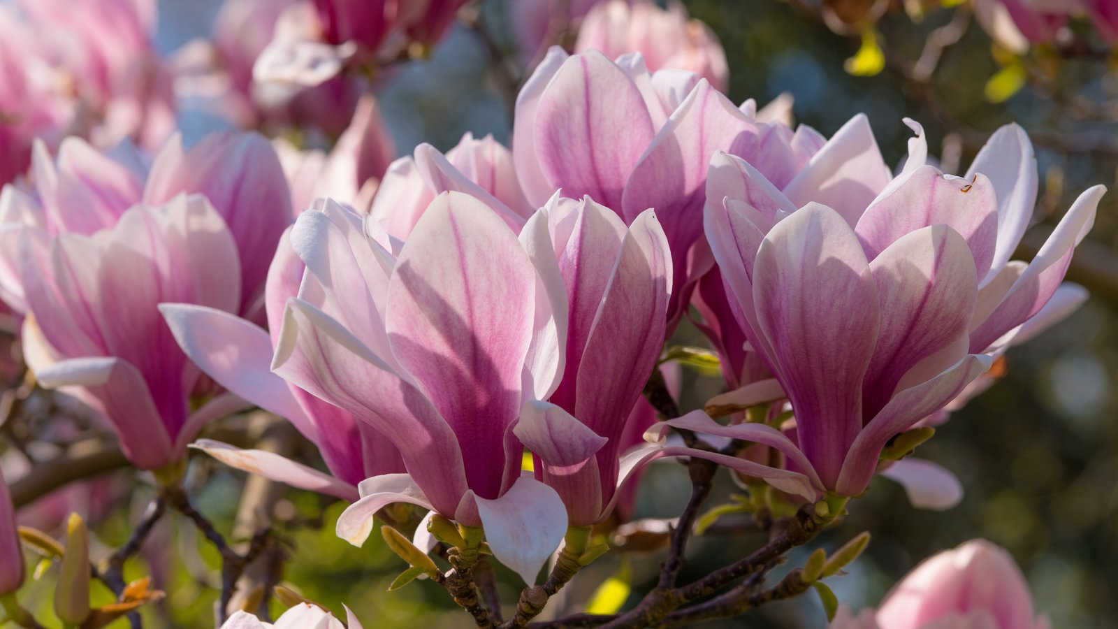 Pink Magnolia - wXGA++ wallpapers in 1600x900 resolution