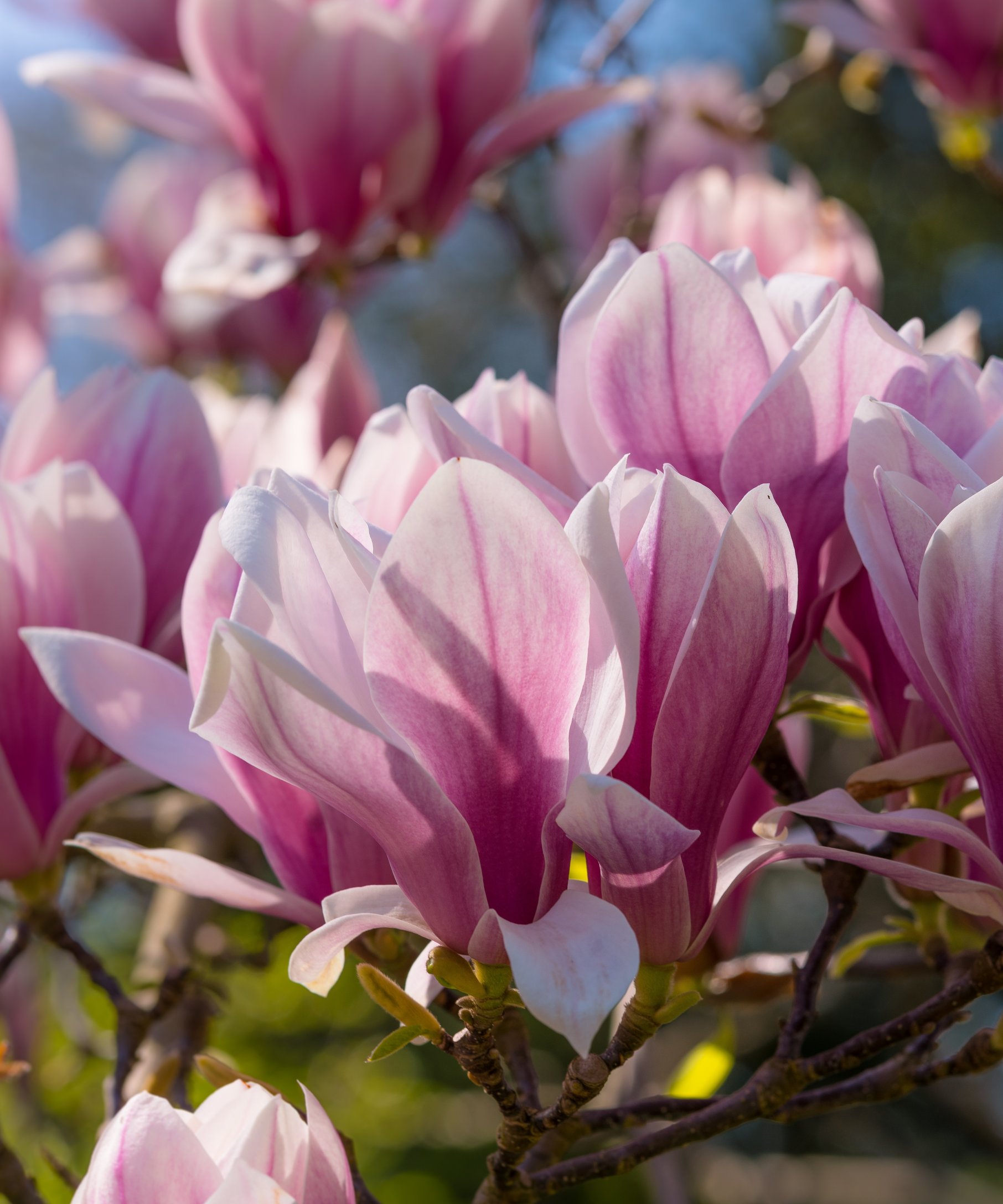 Pink Magnolia - Wallpapers for Samsung Galaxy Z Fold4/Z Fold5/Z Fold6 in 1812x2176 resolution