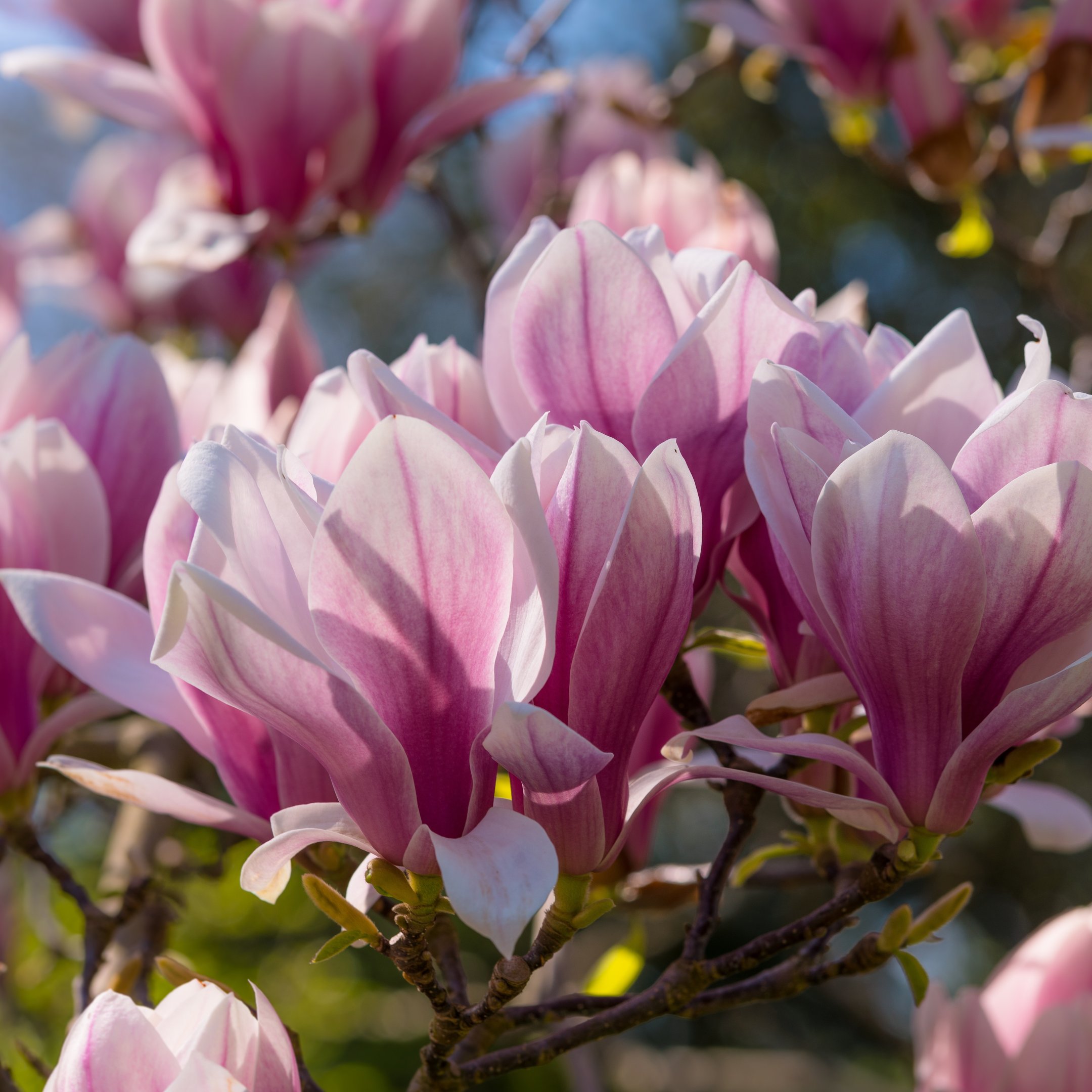 Pink Magnolia - Wallpapers for iPad 10.2″ in 2160x2160 resolution